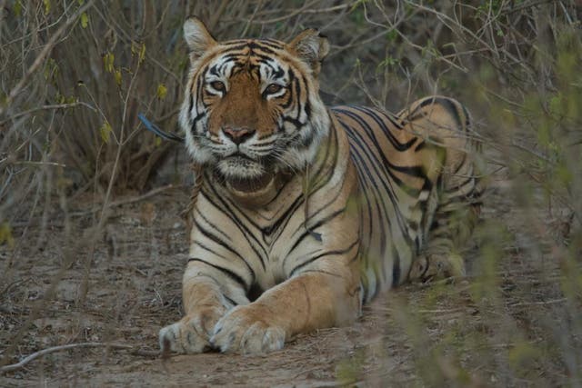 <p>The tigress ST-2 is the daughter of the world’s most photographed tigress Machli from India’s Ranthambore </p>